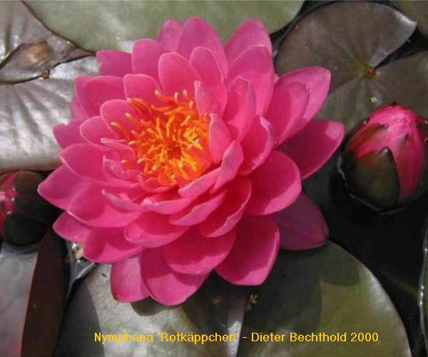 Nymphaea 'Rotkaeppchen'